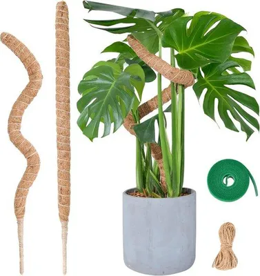 Produktbild von Famanu Pflanzenstütze Flexibel - Set von 2 biegsamen Moosstäben 60 cm für Monstera und Zimmerpflanzen