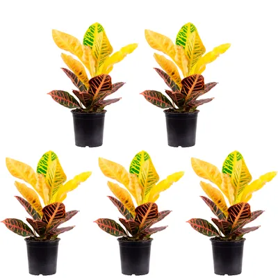 Produktbild von 5er-Set Wunderstrauch 'Petra' - Codiaeum Petra - Höhe ca. 40 cm, Topf-Ø 13 cm