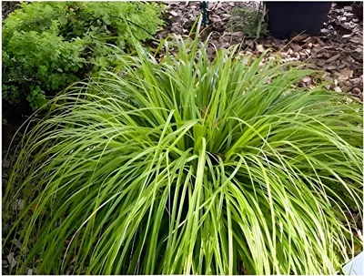 Produktbild von Stauden Gänge 3 x Carex oshimensis 'JS Greenwell' im 1 Liter Topf - Grüne Japan Segge - Struktur und Farbe für stilvolle Beete