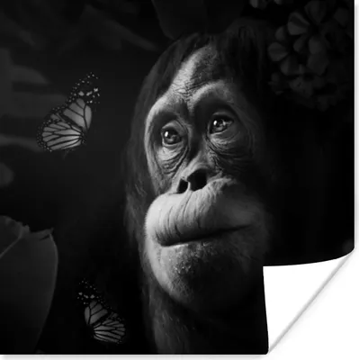 Produktbild von MuchoWow® Poster Schmetterling - Affe - Dschungel - Schwarz - Weiß 75x75 cm - Wand Dekoration