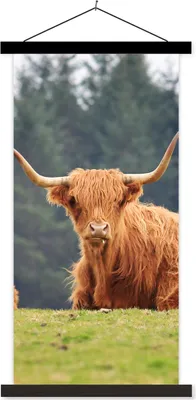 Produktbild von MuchoWow® Textilposter Schottische Hochlandrind - Gras - Wald 90x180 cm mit schwarzem Rahmen - Dekoration Wohnzimmer