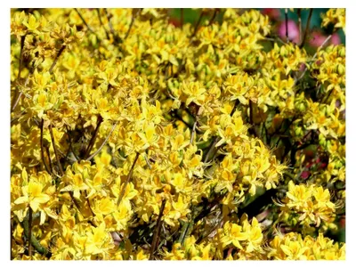 Produktbild von Sommergrüne Azalee - Pontische Azalee - Rhododendron luteum - Ursprungsart - 30-40 cm