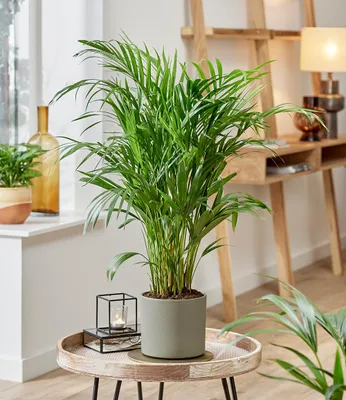 Produktbild von BALDUR Garten 1x Areca Palme ca. 35-45 cm, Pflanze im 12 cm-Topf, pflegeleichte Zimmerpflanze , Dypsis lutescens areca, Grünpflanze, frischgrüne Wedel, mehrjährig - frostfrei halten