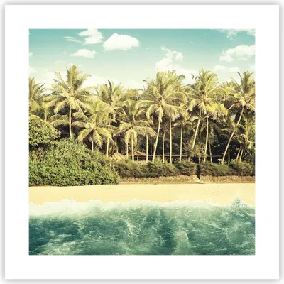 Produktbild von Poster - Poster ohne Rahmen - Natur Strand Palmen - 40x40 cm - Wand Bild - Wanddeko - Wandbilder - Kunstposter - Wandposter - Bilder - Kunstdruck - Wanddekoration - Wandbild - P2XAC40x40-4915