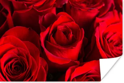 Produktbild von MuchoWow® Poster Rosen - Rot - Blume 60x40 cm - Schlafzimmerdekoration