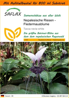 Produktbild von SAFLAX Garden in the bag - Nepalesische Riesen - Fledermausblume - Tacca nevia white - 10 Samen - Mit Anzuchtsubstrat im praktischen, selbst aufstellenden Beutel