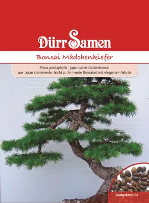 Produktbild von Dürr-Samen - Bonsai-Samen Mädchen-Kiefer elegant und leicht zu formen - Saatgut - 1893