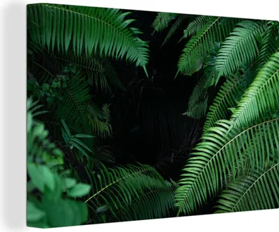 Obrázek produktu pro OneMillionCanvasses® - Obrazy na plátně - 140x90 cm, Tropické kapradiny v deštném pralese, Nástěnné umění Vytisknout Nástěnná dekorace
