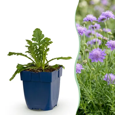 Image de Green boutiQ - Vasteplant - Scabiosa 'Butterfly Blue' - Douifkruid - Attire les abeilles et les papillons - Violet - 1 plante - Pot de 11 cm - Hauteur : 15-25 cm