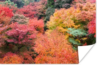 Produktbild von MuchoWow® Poster Wald mit japanischen Ahornbäumen in Kyoto 60x40 cm - Schlafzimmerdekoration