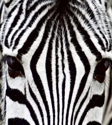 Obrázek produktu pro Dimex Fototapeta MS-3-0234 Zebra 225 x 250 cm