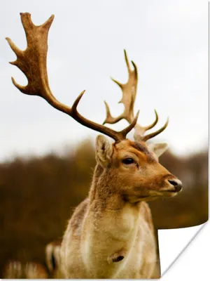 Produktbild von MuchoWow® Poster Damhirsch - Wald - Herde - Tiere - Natur 120x160 cm - Wandbilder