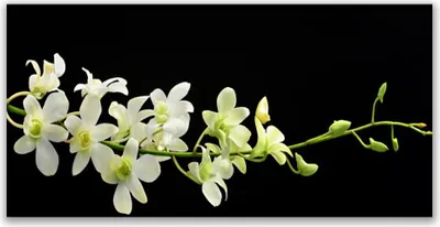 Produktbild von Tulup Leinwand-Bilder 140x70 Wandbild Canvas Kunstdruck Blumen Pflanzen