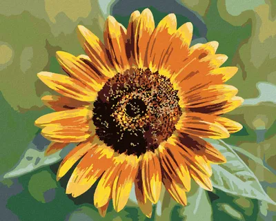 Produktbild von Zuty - Malen nach Zahlen - SONNENBLUMENBLÜTE, 40x50 cm, ohne Keilrahmen