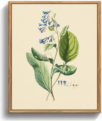 Produktbild von MHARTK66 Vintage Botanische Leinwandbilder mit Holzrahmen 20x25cm Wohnzimmer Badezimmer Büro Wall Art