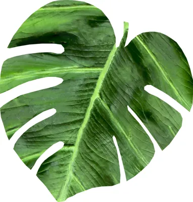 Zdjęcie produktu dla Mata filcowa Bertoni Monstera M 33x33 cm 4 mm grubości - Galapagos