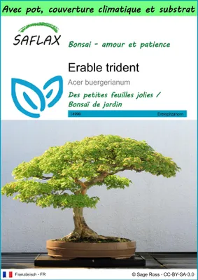 Image de SAFLAX Garden to go - Erable trident - 30 graines - Acer