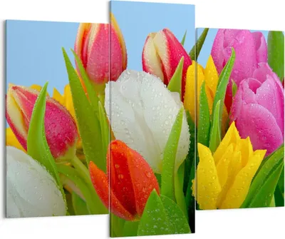 Produktbild von Bild auf Leinwand - Leinwandbild - Tulpen Blumenstrauß Blumen Tau - 130x100cm - Wand Bild - Wanddeko - Leinwanddruck - Bilder - Kunstdruck - Leinwand bilder - Wandkunst - CB130x100-2526