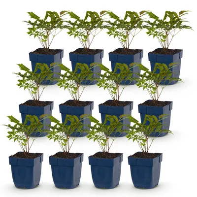 Image de Green boutiQ - Plante vivace - Astilbe (A) Fanal - Spiraea paniculata - Ombre - Rouge - 12 plants - Pot de 11 cm - Hauteur 15-25 cm