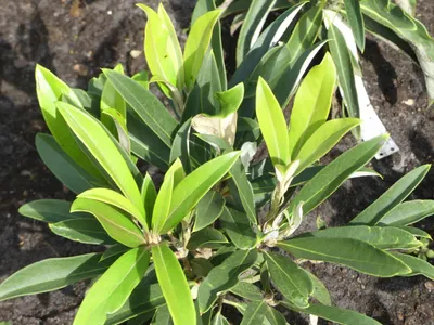 Produktbild von Rhododendron adenopodum - Wild Rhododendron - 25-30 cm