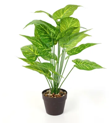 Obrázek produktu pro UMĚLÁ ROSTLINA Alocasia 55 cm z umělé hmoty