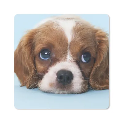 Produktbild von MuchoWow® Mauspad Mousepad Cavalier King Charles Spaniel Welpe 20x20 cm - Mousepads - Maus Mat - Pad - Mausunterlage - Desk Mat - Bureauartikeln