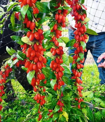 Produktbild von BALDUR Garten Goji 'Sweet Lifeberry®',1 Pflanze, vitamin- & mineralreich, trägt viele Früchte, süße Note, kompakter Wuchs, winterhart, selbstfruchtend, pflegeleicht