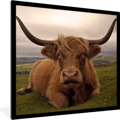 Produktbild von MuchoWow® Gerahmtes Poster Schottischer Highlander - Tiere - Berg 40x40 cm - Poster mit Schwarzem Bilderrahmen Wandposter Rahmen Foto Bilder - Mit Rahmen - Wanddekoration Schlafzimmer