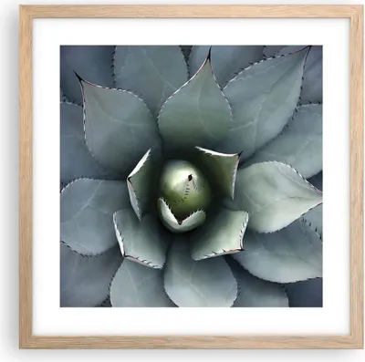 Produktbild von Gerahmtes Poster - Rahmen in heller Eiche - Blau Blätter Agave - 40x40 cm - Wand Bild - Wanddeko - Wandbilder - Kunstposter - Wandposter - Bilderrahmen - Bilder - Kunstdruck - P2NAC40x40-5133