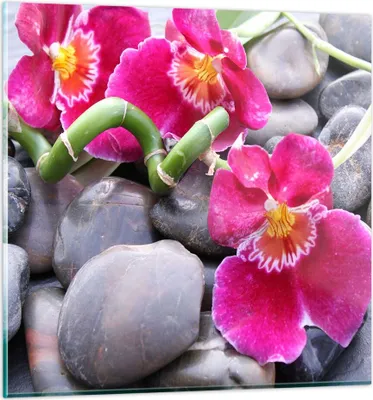 Produktbild von Bilder auf glas - Asiatisch bambus orchidee steine - 70x70cm - Glasbilder - Wandbilder - Kunstdruck - zum Aufhängen bereit - Wanddekoration aus Glas - Glas Bilder - Wandbild auf Glas - GAC70x70-0465