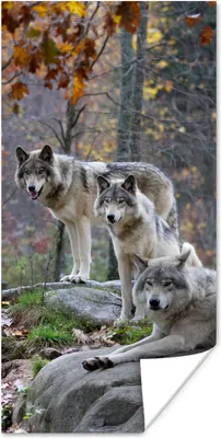 Produktbild von MuchoWow® Poster Wölfe - Felsen - Wald 80x160 cm - Kinderzimmer