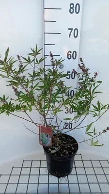 Obrázok produktu pre Vitex agnus-castus 'Pink Pinnacle' - Mníšsky peper 30- 40 cm - Kontajner