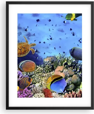 Produktbild von Gerahmtes Poster - Schwarzer Rahmen - Korallenriff - 40x50 cm - Wand Bild - Wanddeko - Wandbilder - Kunstposter - Wandposter - Bilderrahmen - Bilder - Kunstdruck - Wandbild - P2BPA40x50-3569