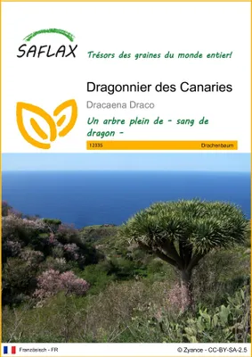 Image de SAFLAX  - Dragonnier des Canaries - 5 graines - Dracaena