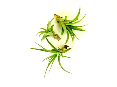 Obrázek produktu pro Gardners Tillandsia multiflora