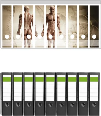 Produktbild von Wallario 9 Stück breite Ordner inkl. Klebeetiketten mit Motive Anatomie Mensch I -  Set mit Rückenschildern / Ordnerrücken Stickern
