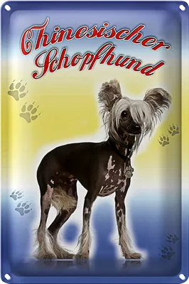 Produktbild von Blechschild Hund 18x12cm Chinesischer Schopfhund