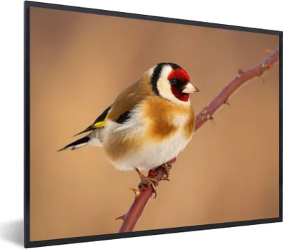 Produktbild von MuchoWow® Gerahmtes Poster Kropftaube - Vogel - Tiere 80x60 cm - Poster mit Schwarzem Bilderrahmen Wandposter Rahmen Foto Bilder - Schwarzem - Mit Gestell