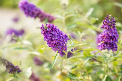 Produktbild von Buddleja 'Buzz Midnight', Schmetterlingsflieder, dunkelviolett, 40–60 cm