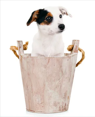 Produktbild von Wallario Sticker / Aufkleber für Kühlschrank / Geschirrspüler / Küchenschränke, selbstklebende Folie - 60 x 80 cm, Motiv: Hunde-Welpe Jack Russel Terrier in einem Holzeimer