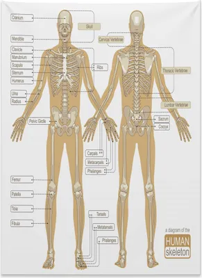 Produktbild von Abakuhaus Anatomie Wandteppich, Menschliches Skelettsystem aus Weiches Mikrofaser Stoff Kein Verblassen Klare Farben Waschbar, 110 x 150 cm, Weiß Tan