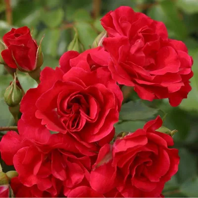 Produktbild von Rosa - Kordes Rigo-Rose - Rosa 'Rotilia'®