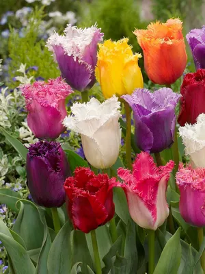 Produktbild von 20 Stück Mehrfarbige Garten Tulpenzwiebeln gefranst Tulipa, Blumenzwiebeln, pflegeleicht extrem frisch aus neuer Ernte