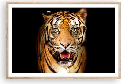 Produktbild von Gerahmtes Poster - Rahmen in heller Eiche - tiger tier - 91,5x61 cm - Wand Bild - Wanddeko - Wandbilder - Kunstposter - Wandposter - Bilderrahmen - Bilder - Kunstdruck - Wandbild - P2NAA91x61-4103