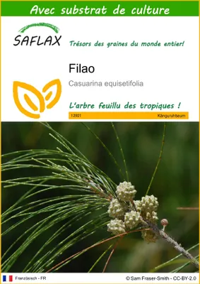 Image de SAFLAX  - Filao - 200 graines - Avec substrat - Casuarina