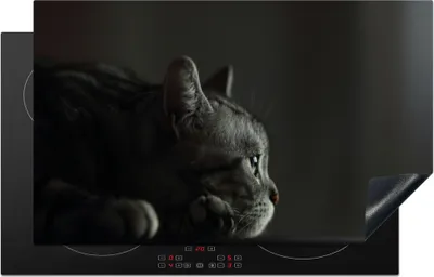 Produktbild von KitchenYeah© Herdabdeckplatte Ein American Shorthair liegt auf dem Tisch , 83x51cm, Küche Deko, Glaskeramikkochfeld Herdabdeckung, Abdeckplatte fùr Kochfeld