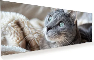 Produktbild von Glasbild 150x60cm in XXL für Wohnzimmer, Schlafzimmer Motiv Kuschelige Katze