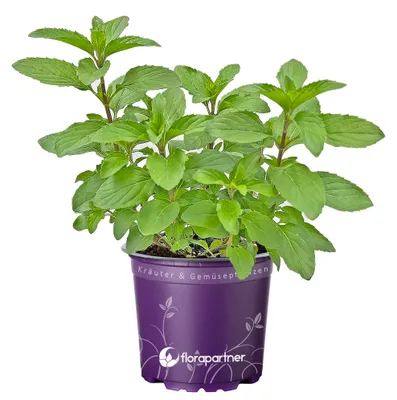 Produktbild von Zitronen Minze   Mentha gracilis"Lemon"