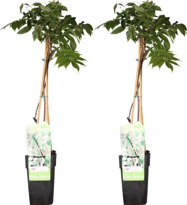 Image de 2X Glycine Floribunda 'Longissima Alba' - ↨65Cm - Ø15