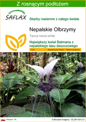 Zdjęcie produktu dla SAFLAX - Nepalskie Olbrzymy - 10 Nasiona - Z podłożem uprawowym wolnym od zarazków - Tacca nevia white